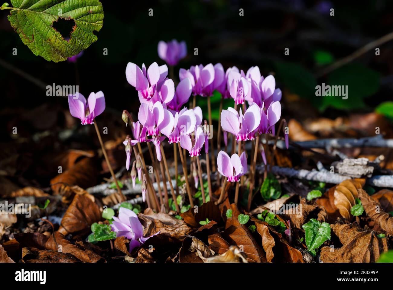 A clump of pretty pink cyclamen hederifolium (ivy-leaved cyclamen) in flower in autumn in a garden in Surrey, south-east England, close-up view Stock Photo