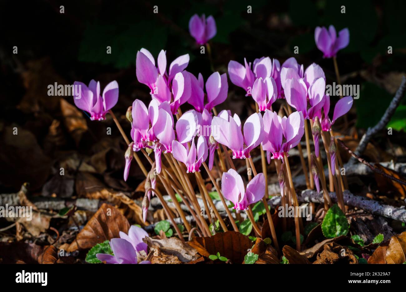 A clump of pretty pink cyclamen hederifolium (ivy-leaved cyclamen) in flower in autumn in a garden in Surrey, south-east England, close-up view Stock Photo