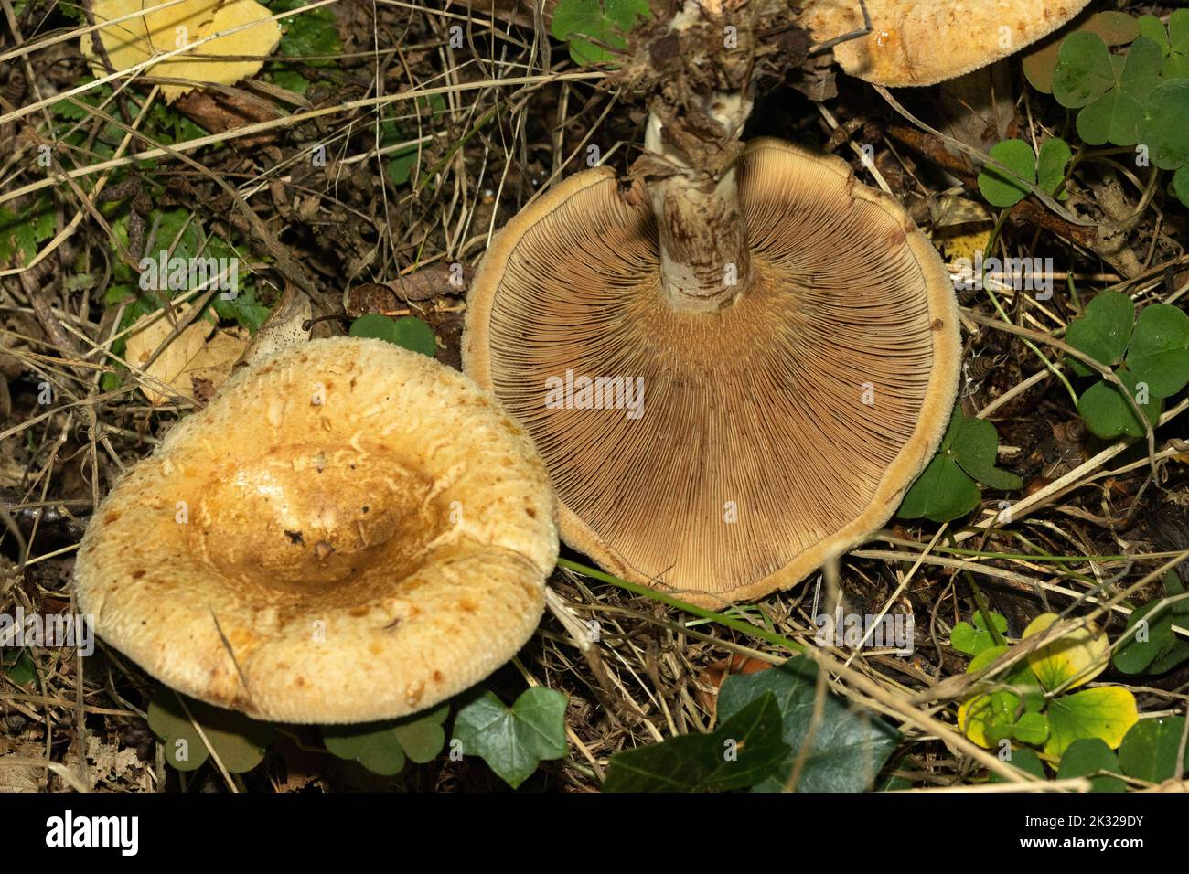 The distinctive ochre-coloured gills of the Brown Rollrim help to distinguish this potentially deadly autumn fungus. Stock Photo