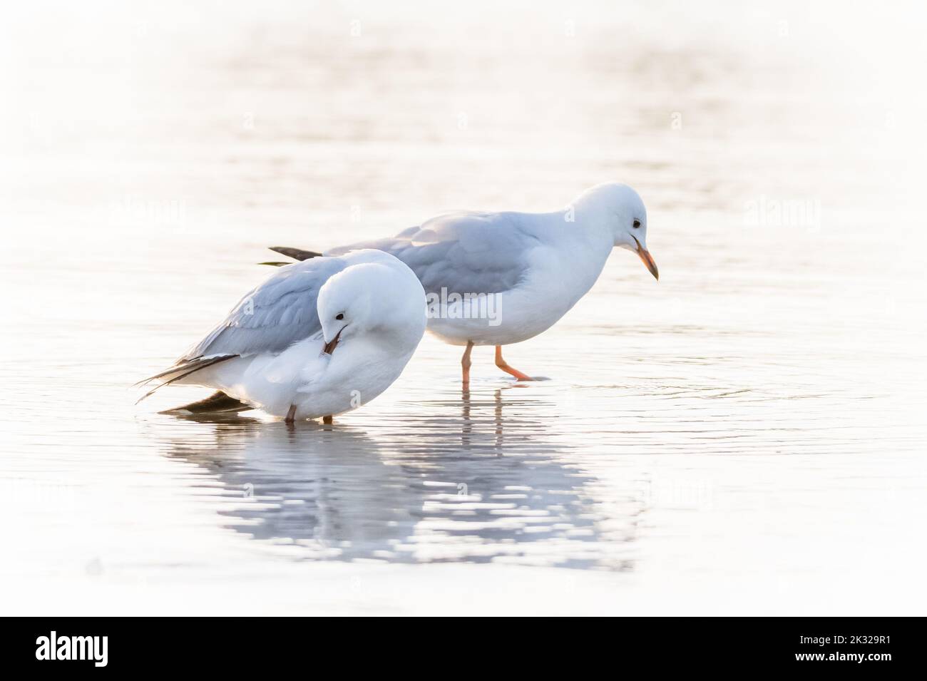 Two Seagulls on the ocean shoreline - High key image with white background Stock Photo