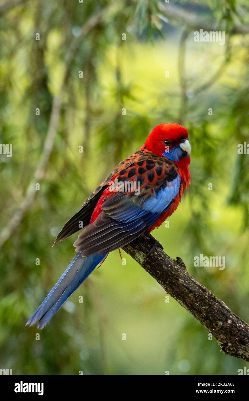 Crimson Rosella perched in a tree in the rainforest (scientific name