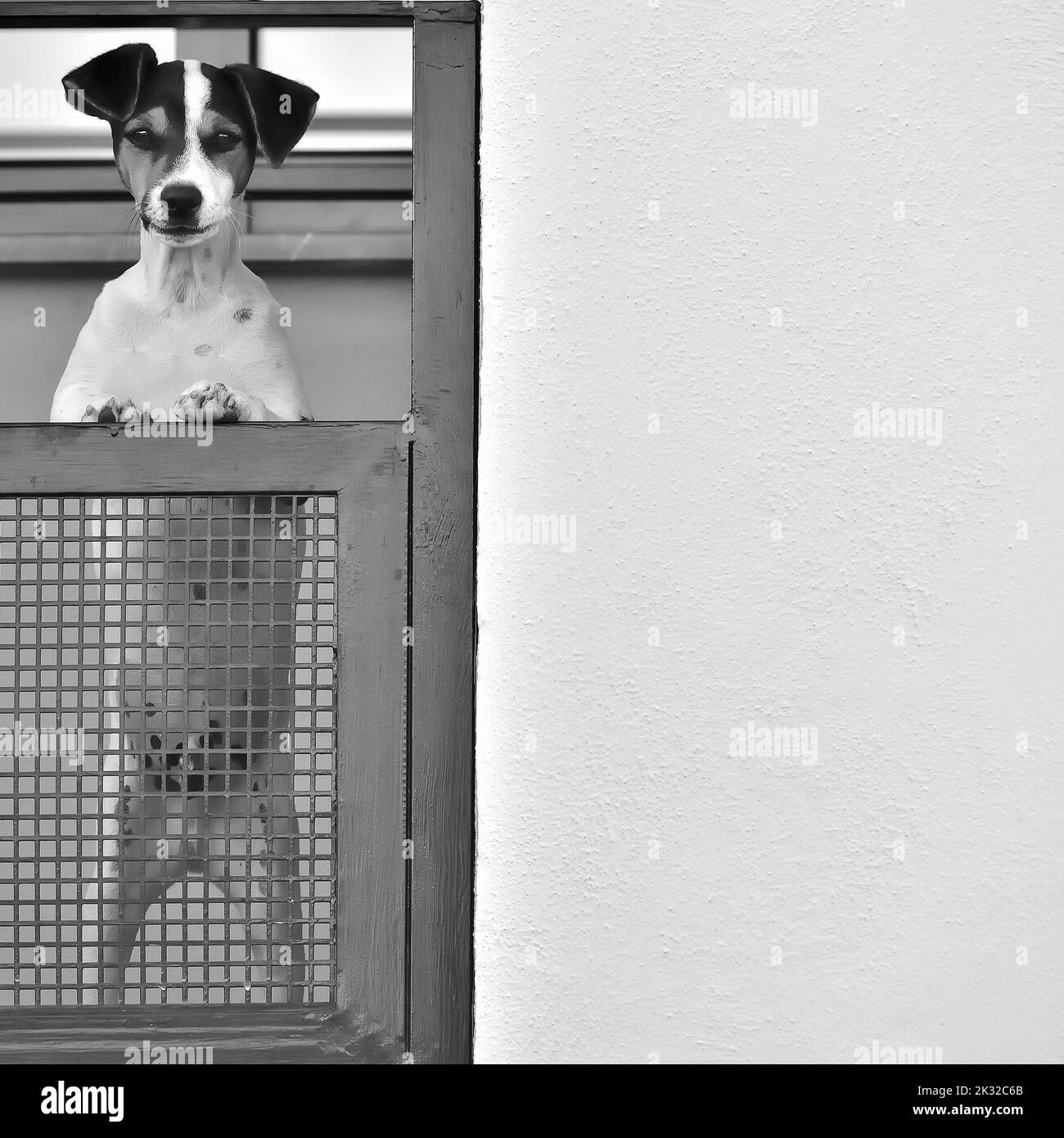 Terrier dog standing on a fence next to a white wall, staring at us