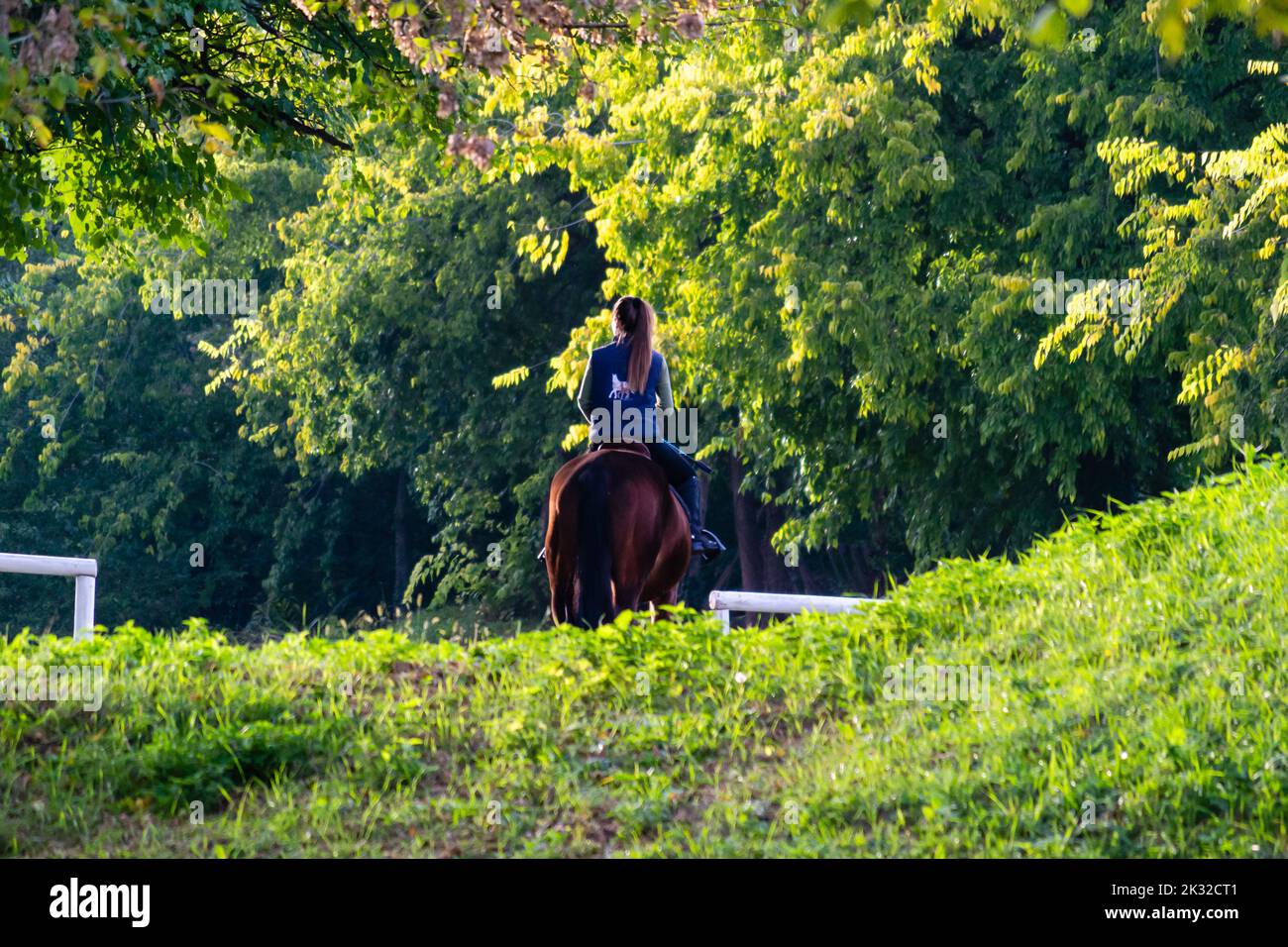 Sporty female rider on a horse. Sporty female rider on a horse, illuminated by the afternoon sun. Stock Photo