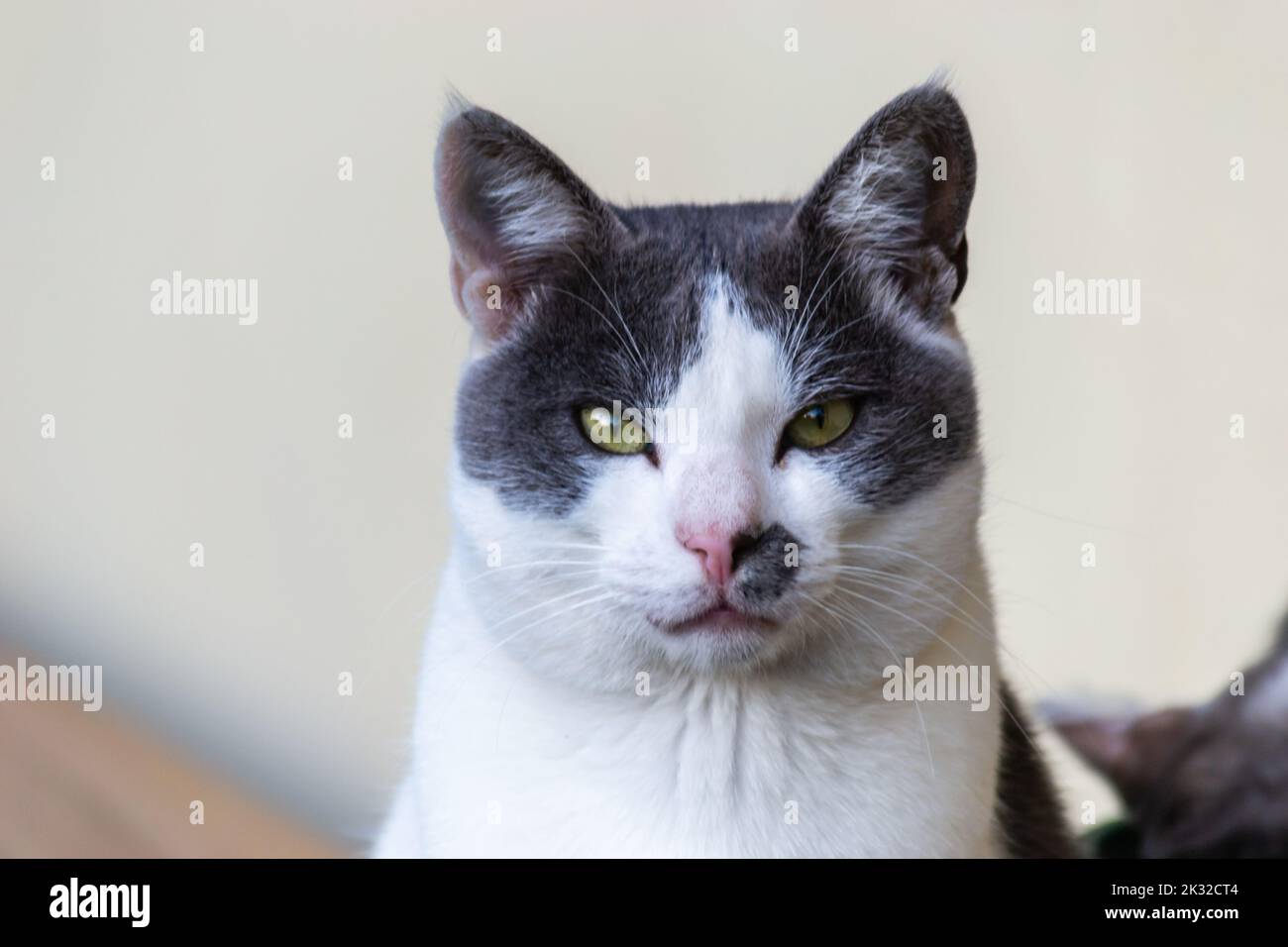 A close-up portrait of a gray and white European domestic cat in its natural environment. Stock Photo