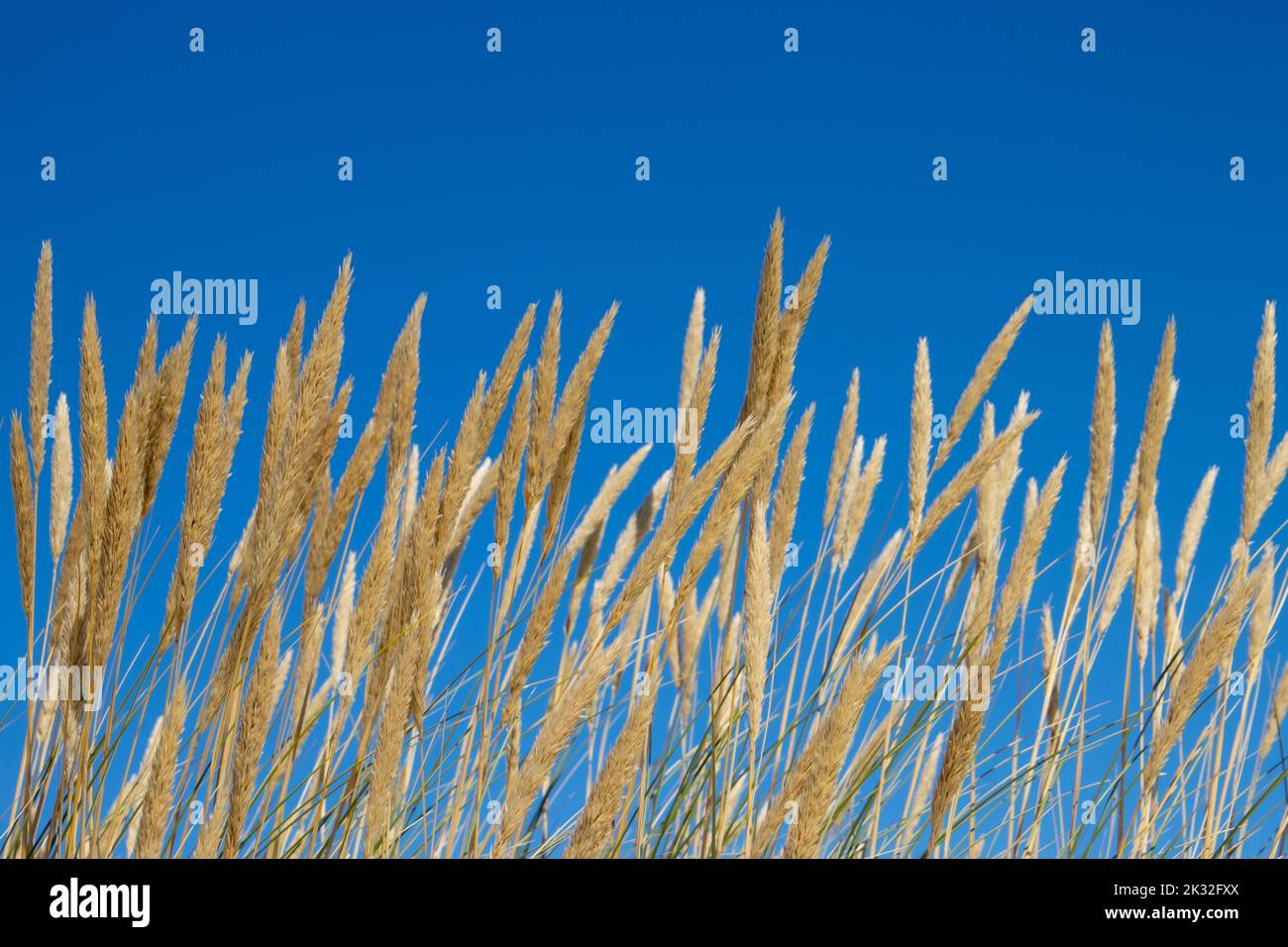 Close up of beach or marram grass, also called Ammophila arenaria or Strandhafer Stock Photo