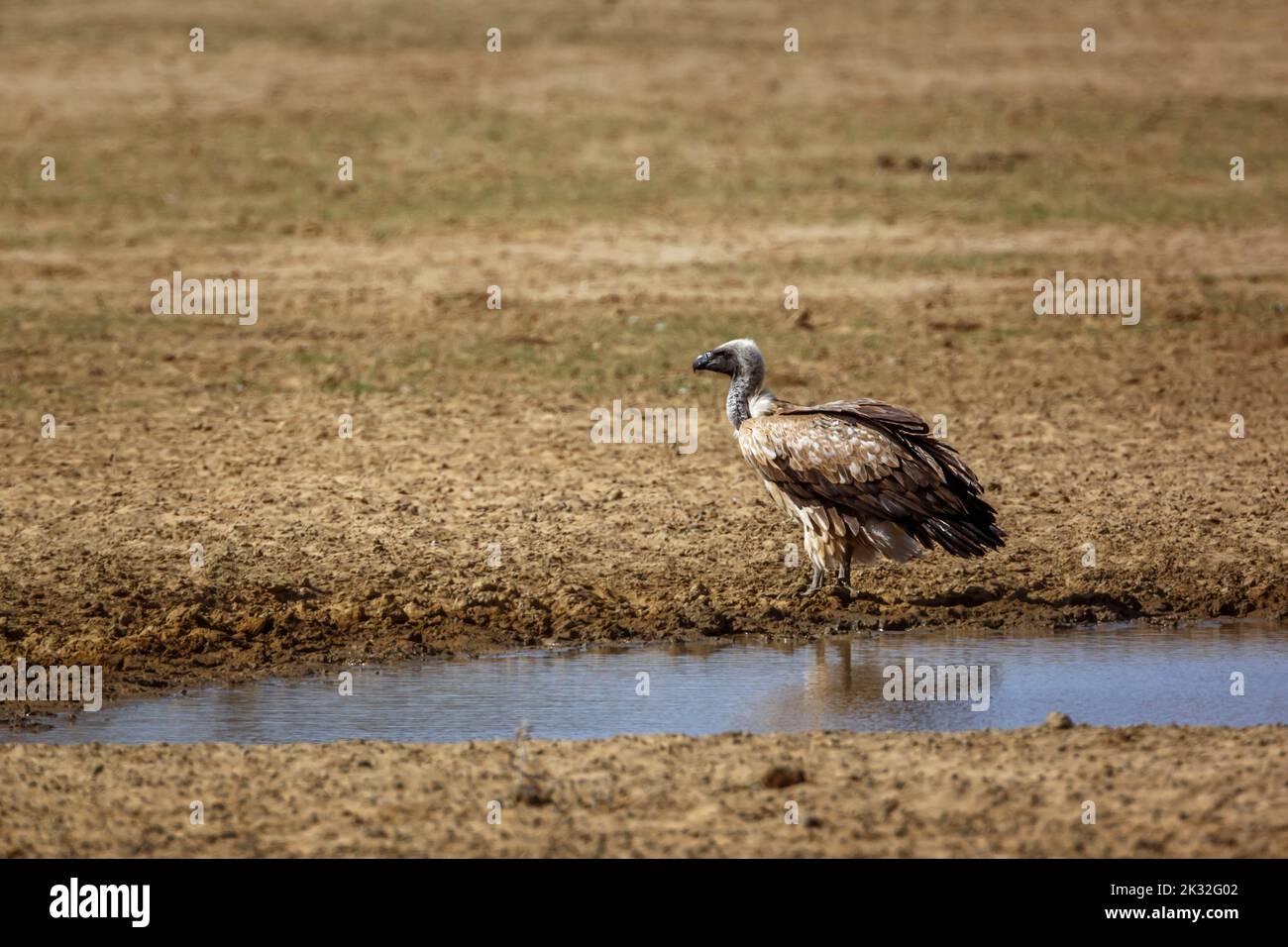 White backed Vulture standing at waterhole in Kgalagadi transfrontier park, South Africa; Specie Gyps africanus family of Accipitridae Stock Photo