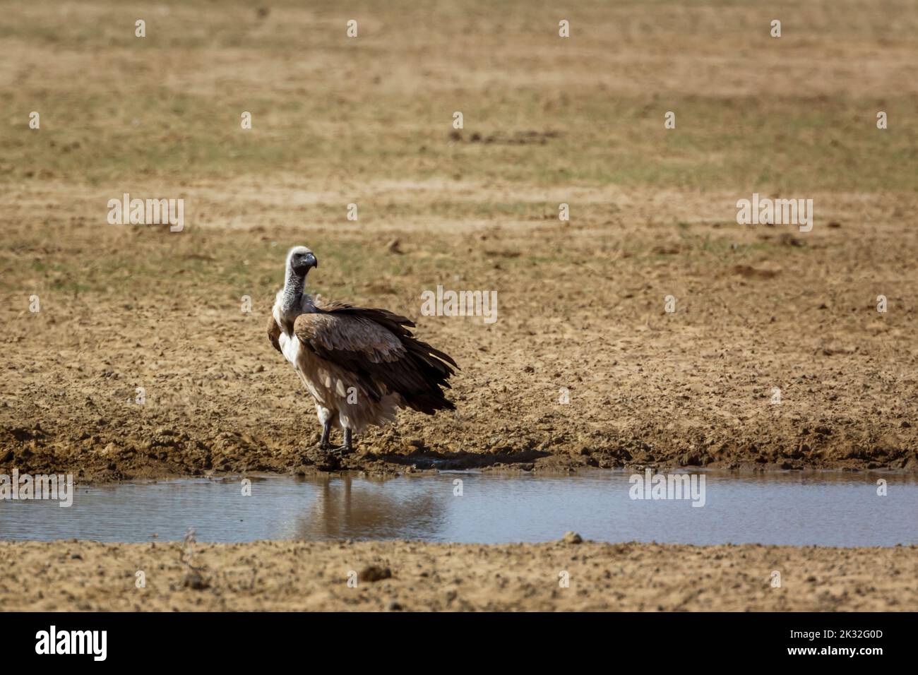 White backed Vulture standing at waterhole in Kgalagadi transfrontier park, South Africa; Specie Gyps africanus family of Accipitridae Stock Photo