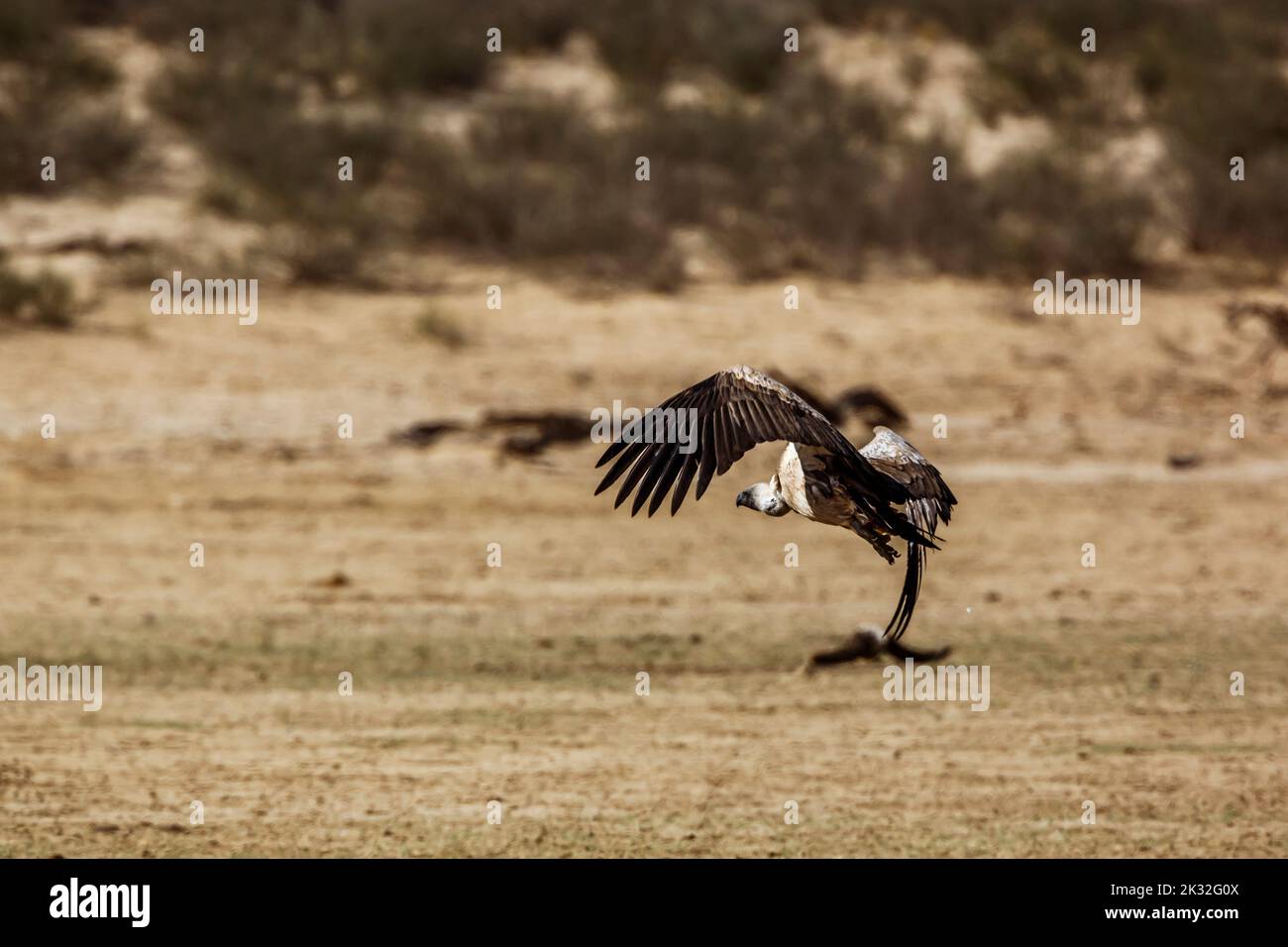White backed Vulture in flight taking off in Kgalagadi transfrontier park, South Africa; Specie Gyps africanus family of Accipitridae Stock Photo