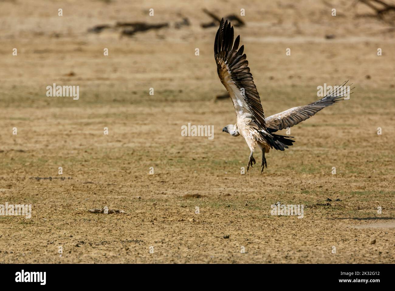 White backed Vulture in flight taking off in Kgalagadi transfrontier park, South Africa; Specie Gyps africanus family of Accipitridae Stock Photo