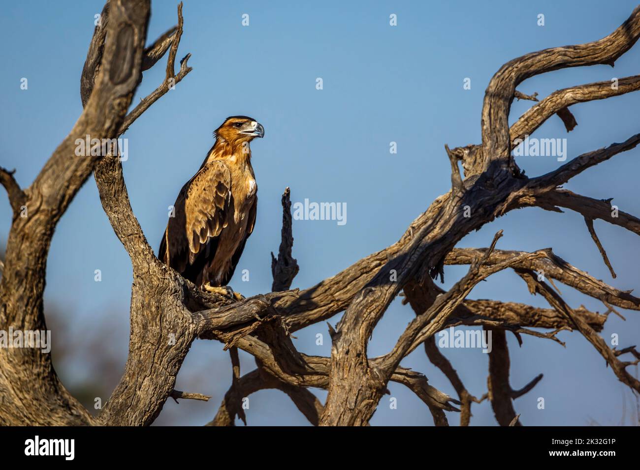 Tawny Eagle standing on a log in Kgalagadi transfrontier park, South Africa ; Specie Aquila rapax family of Accipitridae Stock Photo