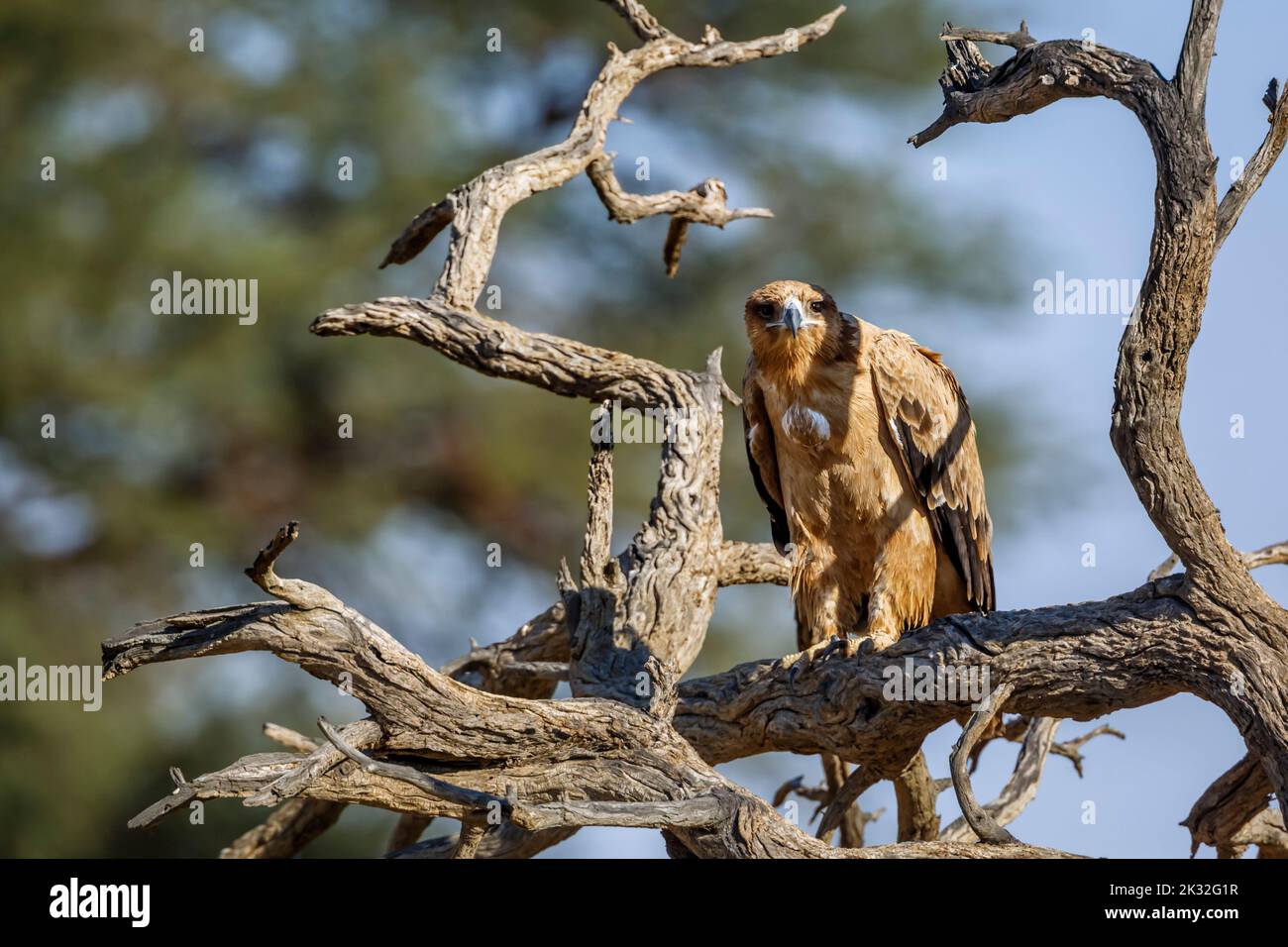 Tawny Eagle standing front view on a log in Kgalagadi transfrontier park, South Africa ; Specie Aquila rapax family of Accipitridae Stock Photo