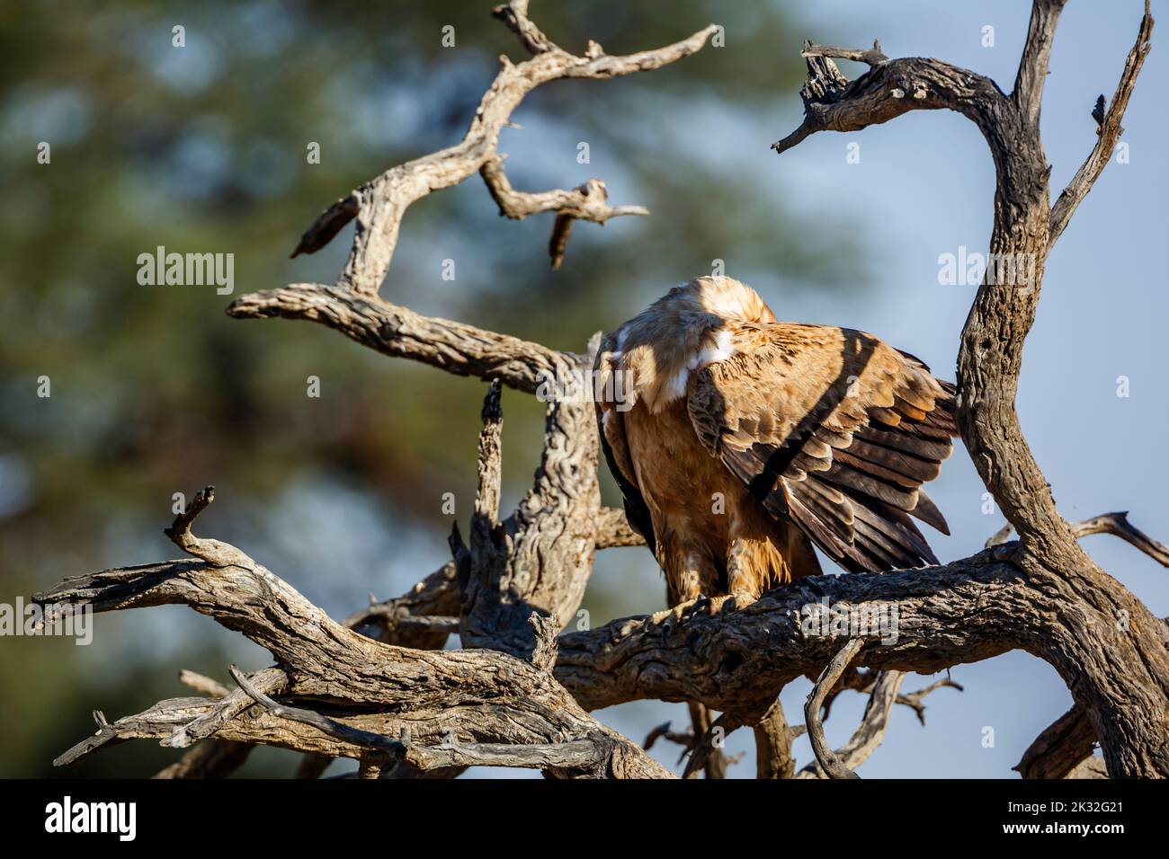 Tawny Eagle preening on a log in Kgalagadi transfrontier park, South Africa ; Specie Aquila rapax family of Accipitridae Stock Photo