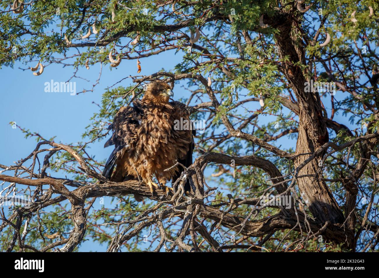 Tawny Eagle shaking in a tree in Kgalagadi transfrontier park, South Africa ; Specie Aquila rapax family of Accipitridae Stock Photo