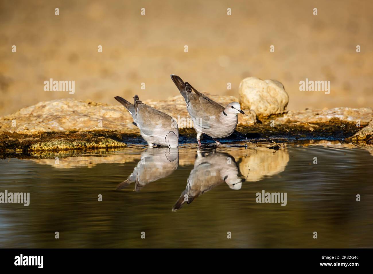 Two Ring-necked Dove in waterhole with reflection in Kgalagadi transfrontier park, South Africa ; Specie Streptopelia capicola family of Columbidae Stock Photo