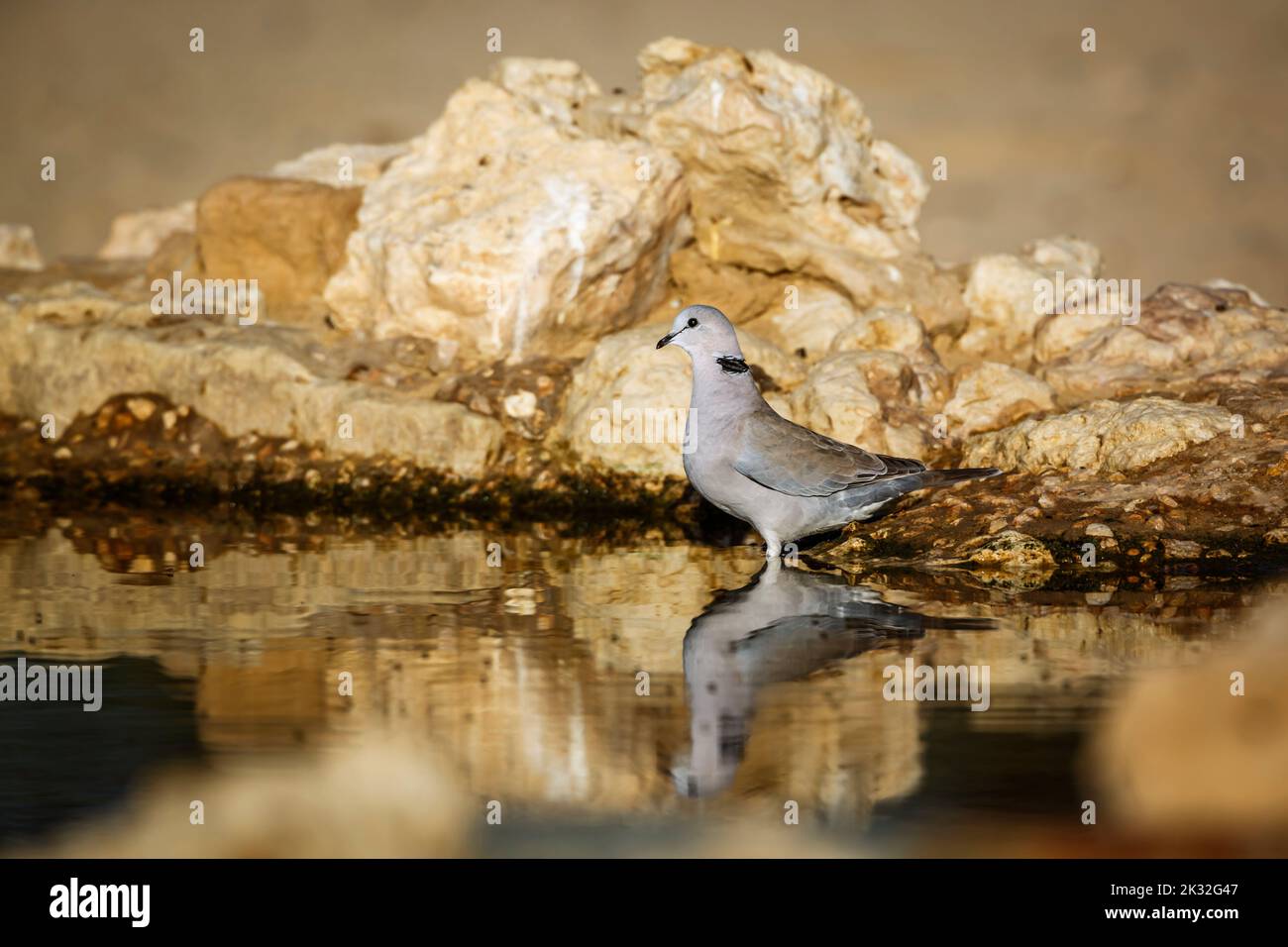 Ring-necked Dove side view drinking in waterhole with reflection in Kgalagadi transfrontier park, South Africa ; Specie Streptopelia capicola family o Stock Photo
