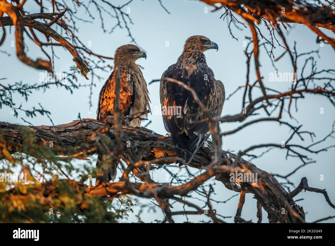 Two Tawny Eagle adult and juvenile in a tree in Kgalagadi transfrontier park, South Africa ; Specie Aquila rapax family of Accipitridae Stock Photo
