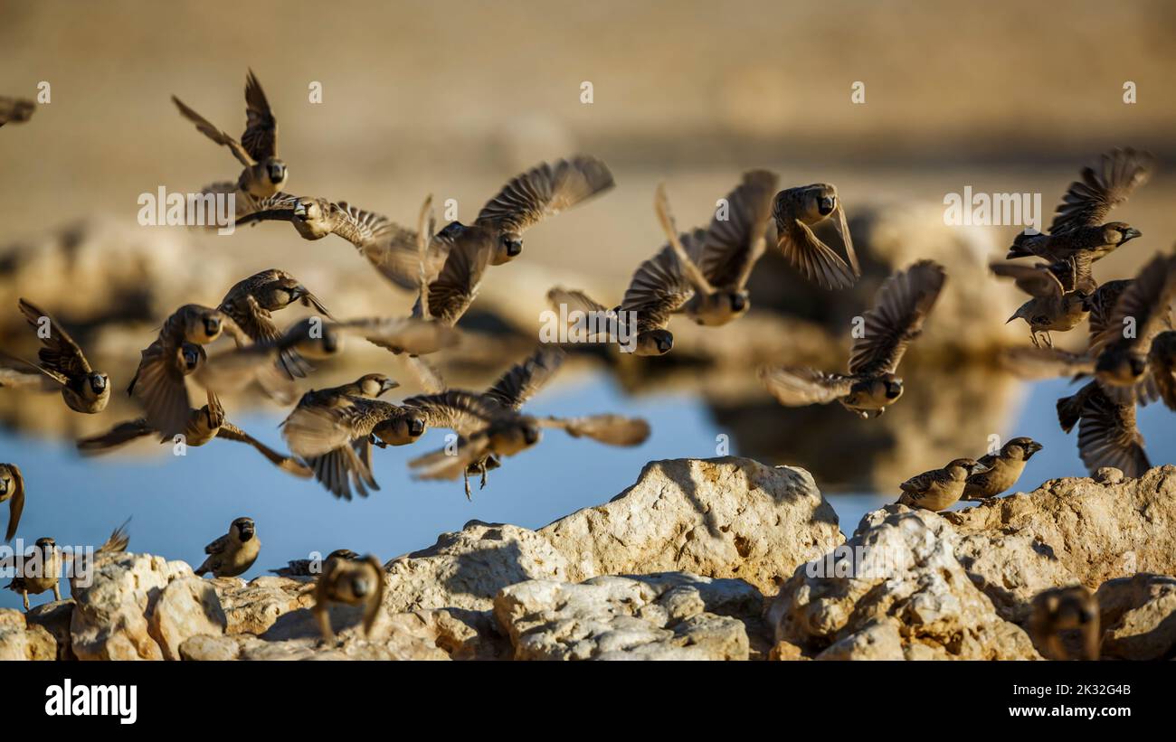 Flock of Sociable Weaver in flight over waterhole in Kgalagadi transfrontier park, South Africa; specie Philetairus socius family of Ploceidae Stock Photo