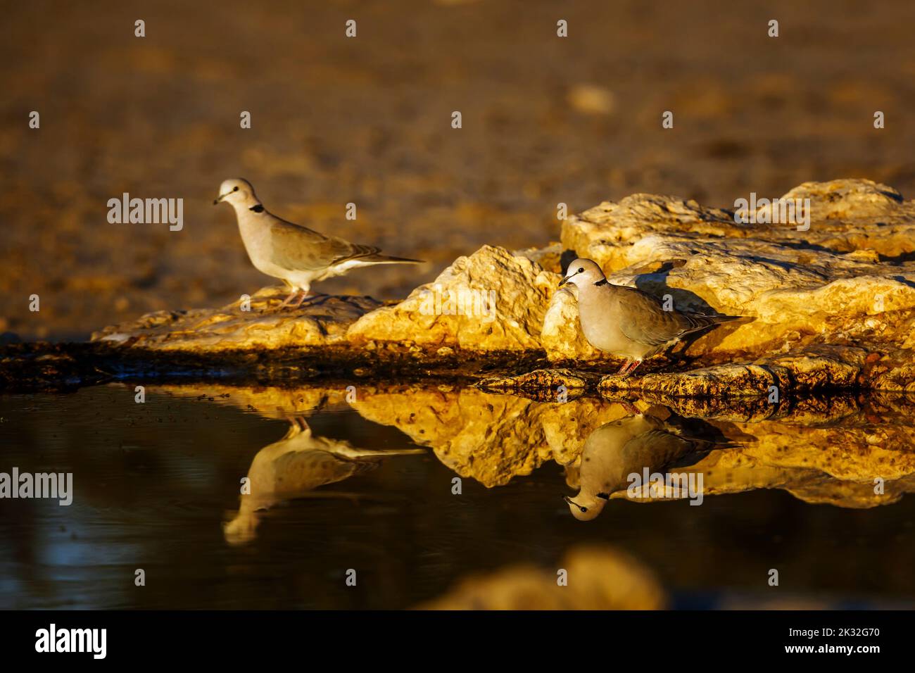 Two Ring-necked Dove in waterhole with reflection at dawn in Kgalagadi transfrontier park, South Africa ; Specie Streptopelia capicola family of Colum Stock Photo