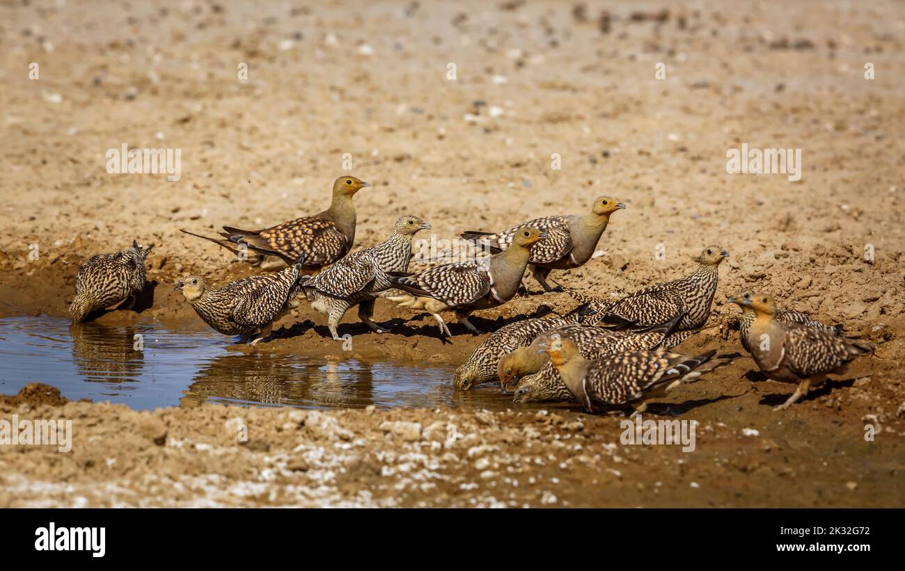 Flock of Namaqua sandgrouse drinking in waterhole in Kgalagadi transfrontier park, South Africa; specie Pterocles namaqua family of Pteroclidae Stock Photo