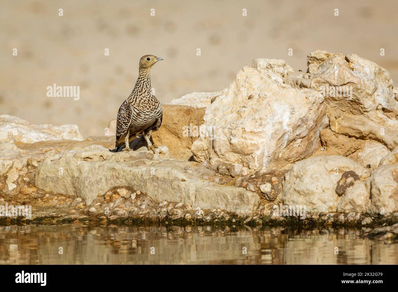 Namaqua sandgrouse female standing at waterhole in Kgalagadi transfrontier park, South Africa; specie Pterocles namaqua family of Pteroclidae Stock Photo
