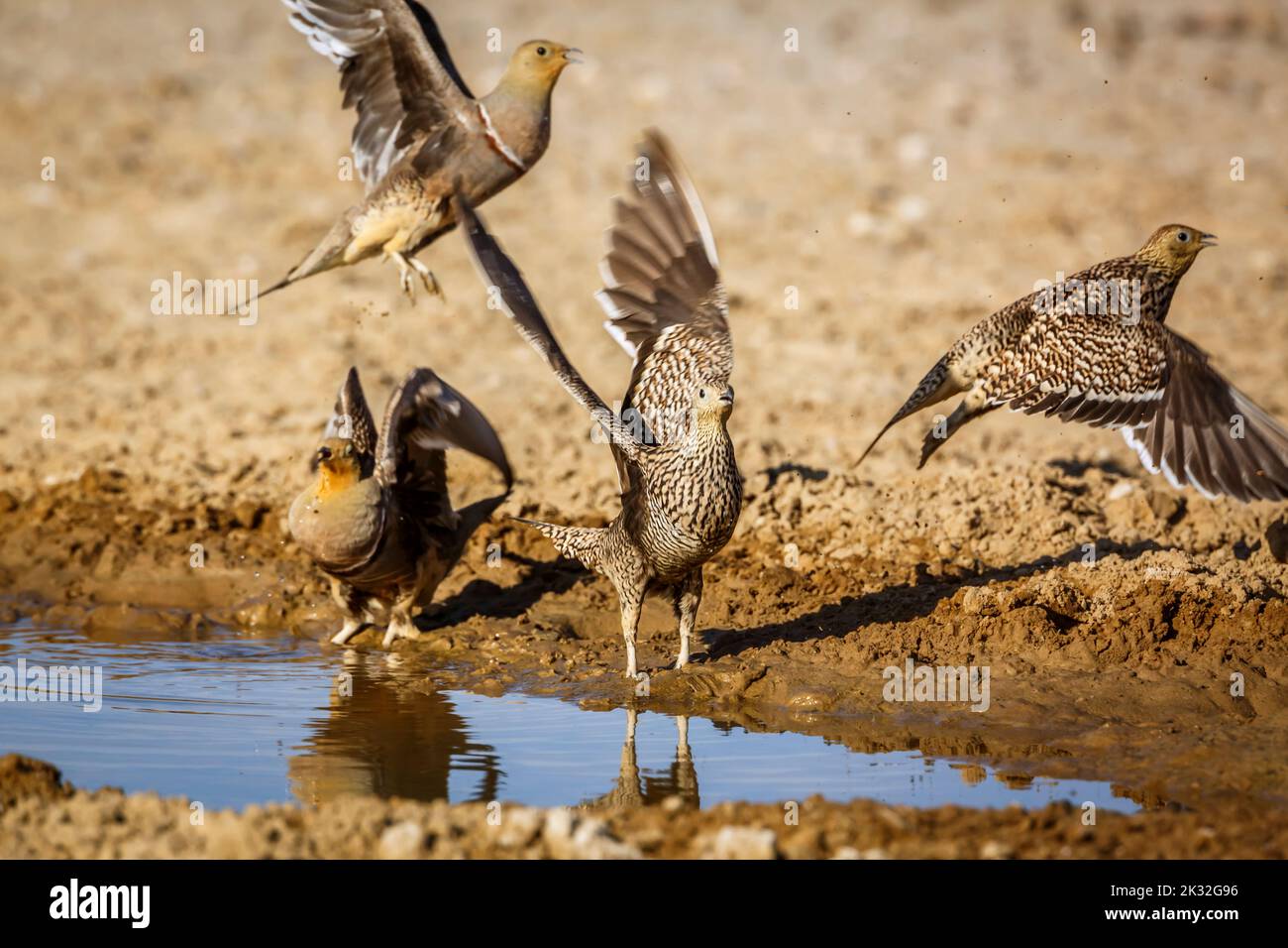 Group of Namaqua sandgrouse flying away from waterhole in Kgalagadi transfrontier park, South Africa; specie Pterocles namaqua family of Pteroclidae Stock Photo