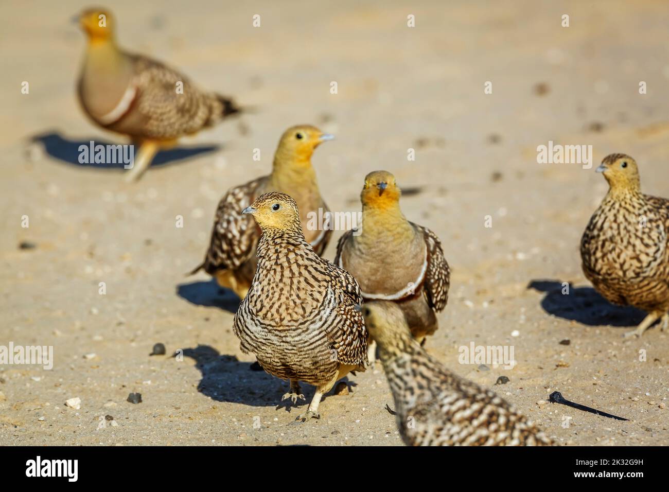 Two couple of Namaqua sandgrouse walking in sand in Kgalagadi transfrontier park, South Africa; specie Pterocles namaqua family of Pteroclidae Stock Photo