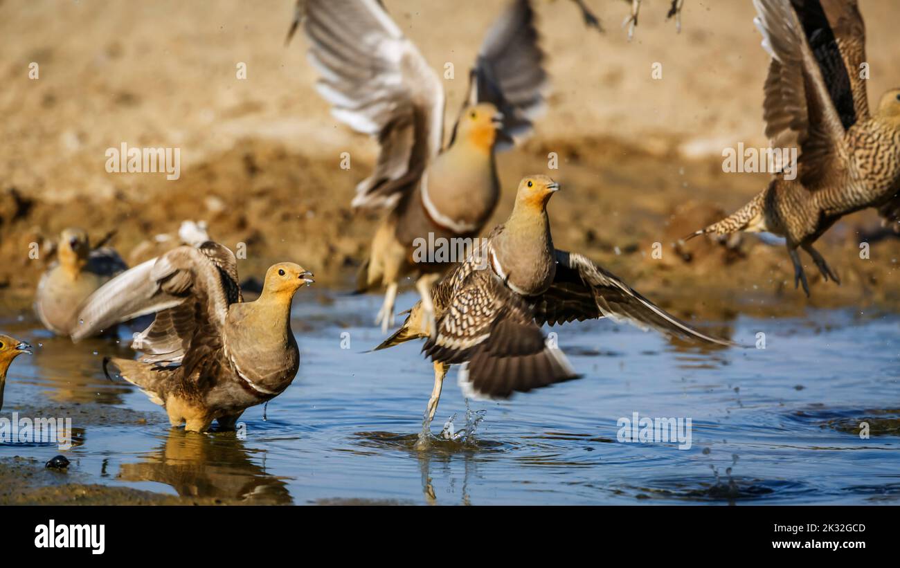 Flock of Namaqua sandgrouse drinking in waterhole in Kgalagadi transfrontier park, South Africa; specie Pterocles namaqua family of Pteroclidae Stock Photo