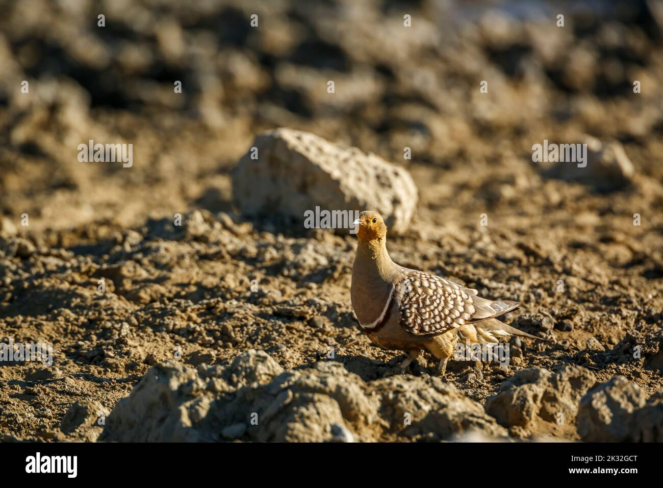 Namaqua sandgrouse male walking in dry land in Kgalagadi transfrontier park, South Africa; specie Pterocles namaqua family of Pteroclidae Stock Photo