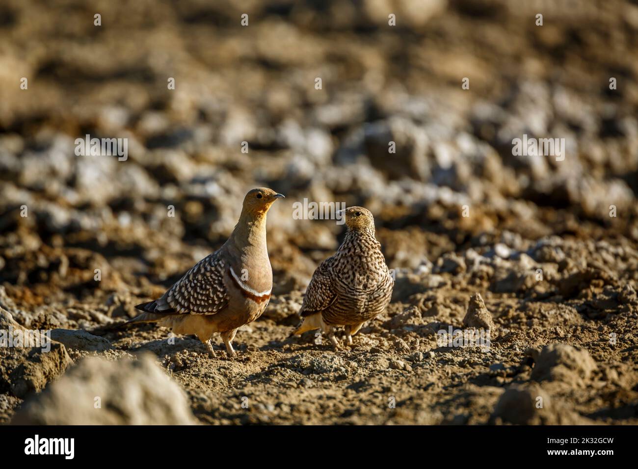 Namaqua sandgrouse couple walking in dry land in Kgalagadi transfrontier park, South Africa; specie Pterocles namaqua family of Pteroclidae Stock Photo