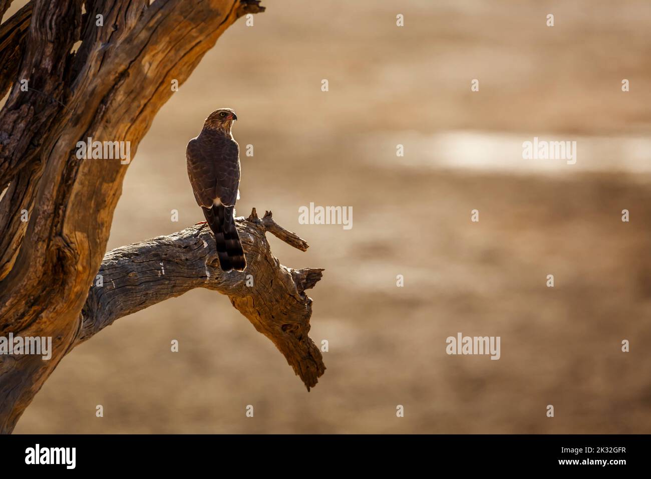 Gabar Goshawk standing on branch rear view in Kgalagadi transfrontier park, South Africa; specie  Micronisus gabar family of Accipitridae Stock Photo