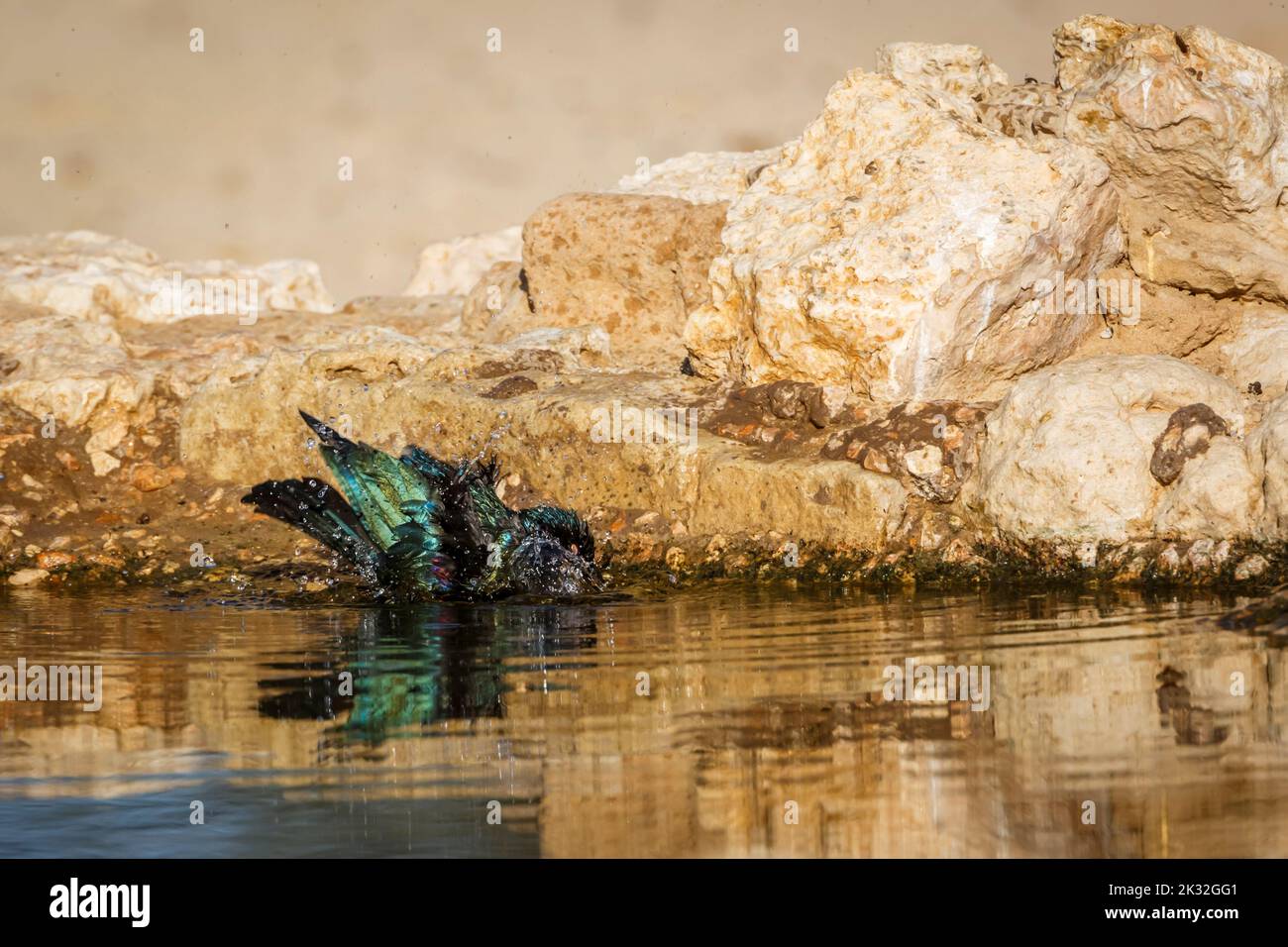 Cape Glossy Starling bathing in waterhole in Kgalagadi transfrontier park, South Africa; Specie Lamprotornis nitens family of Sturnidae Stock Photo
