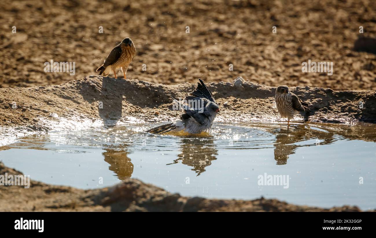 Gabar Goshawk bathing with two juveniles watchng in Kgalagadi transfrontier park, South Africa; specie  Micronisus gabar family of Accipitridae Stock Photo