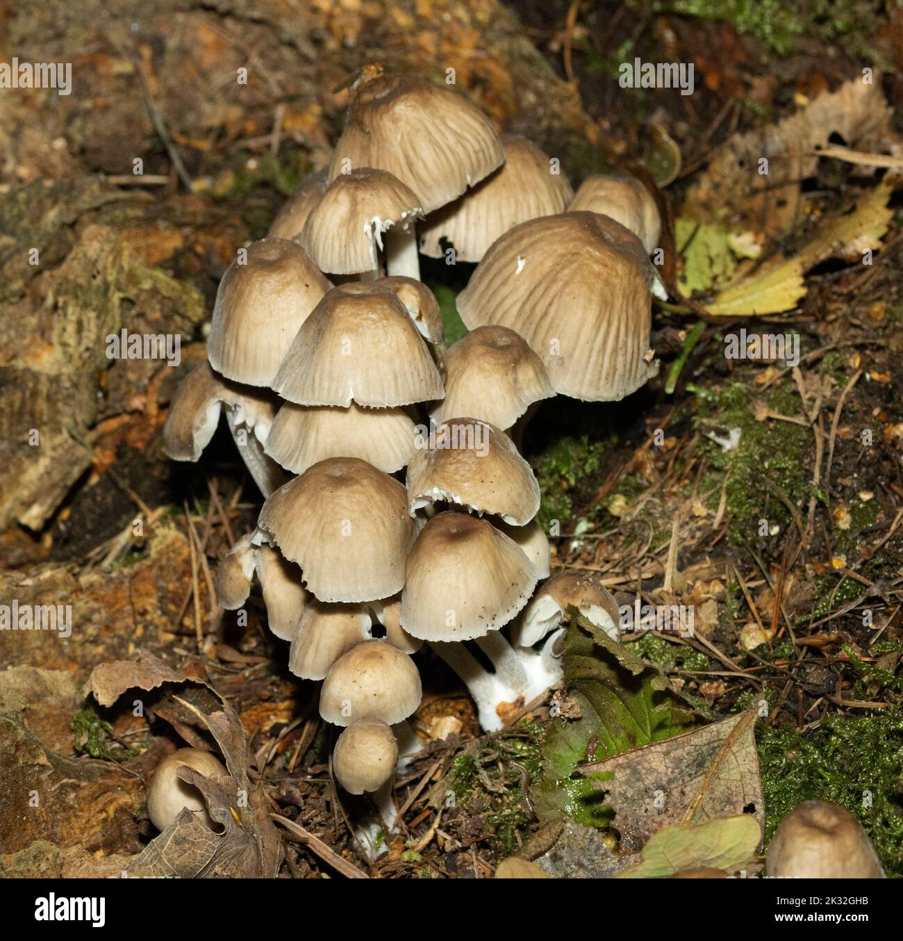 One of the commonest of the delicate Bonnet Fungus family, the Common Bonnet has a striated cap. The base of the stipe often has a woolly root base Stock Photo