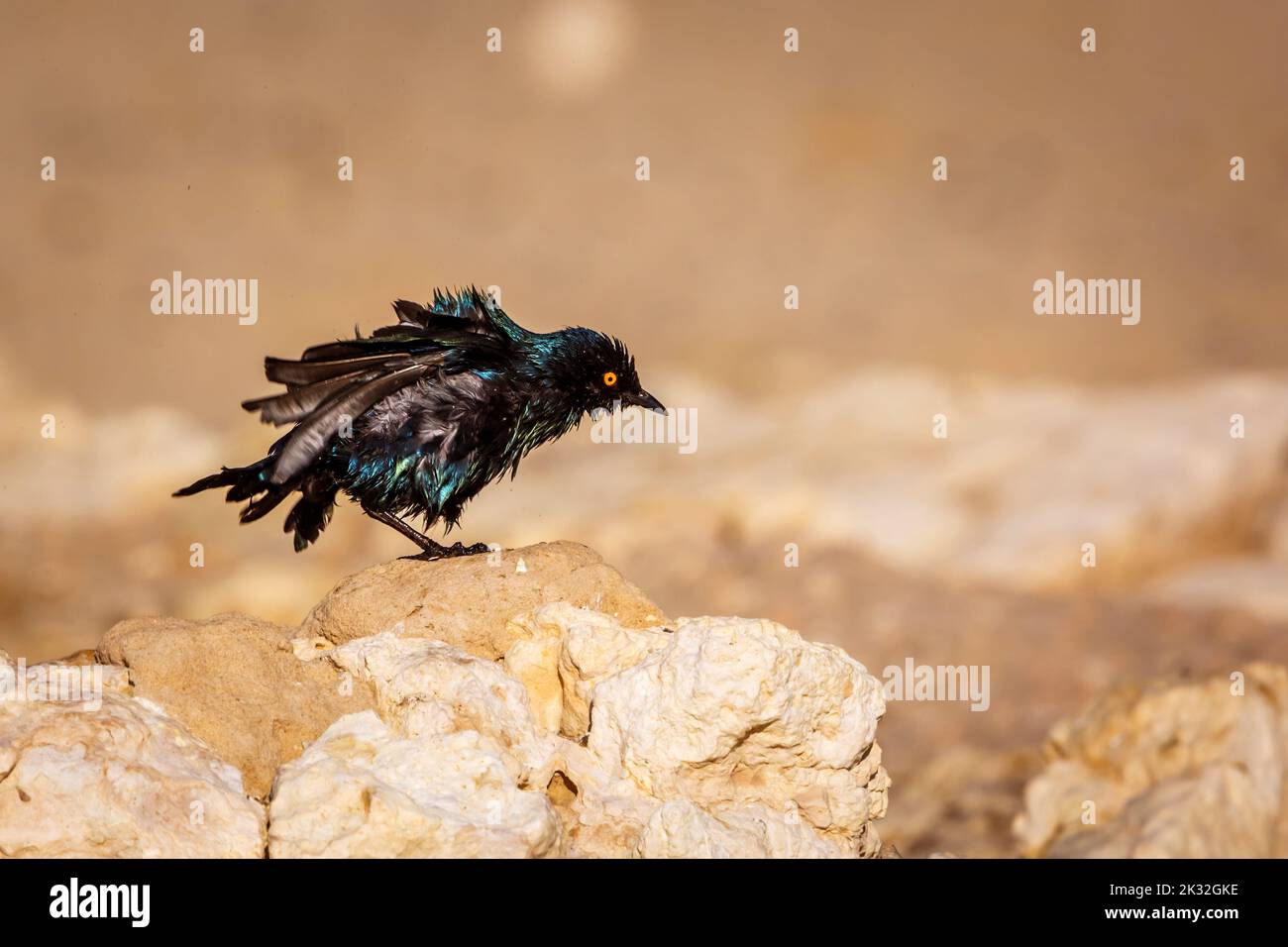 Cape Glossy Starling shaking after bathing in Kgalagadi transfrontier park, South Africa; Specie Lamprotornis nitens family of Sturnidae Stock Photo