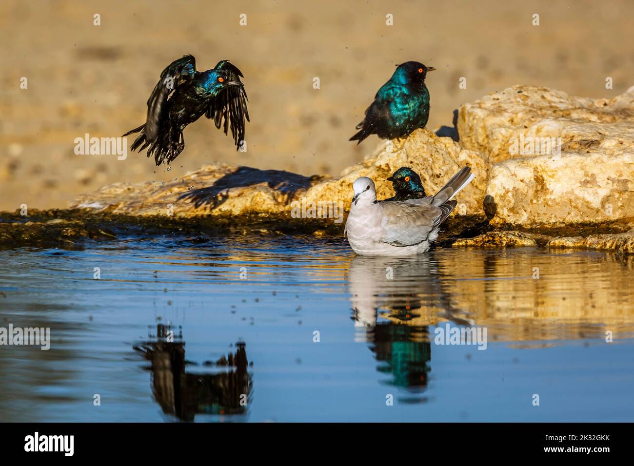 Ring-necked Dove and Cape Glossy Starling in waterhole in Kgalagadi transfrontier park, South Africa ; Specie Streptopelia capicola and Lamprotornis n Stock Photo