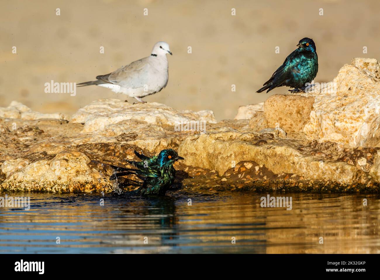 Ring-necked Dove and Cape Glossy Starling in waterhole in Kgalagadi transfrontier park, South Africa ; Specie Streptopelia capicola and Lamprotornis n Stock Photo