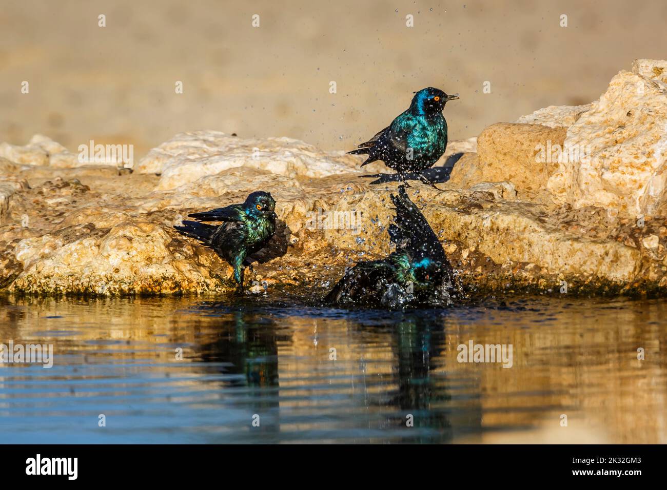 Three Cape Glossy Starling bathing in waterhole in Kgalagadi transfrontier park, South Africa; Specie Lamprotornis nitens family of Sturnidae Stock Photo
