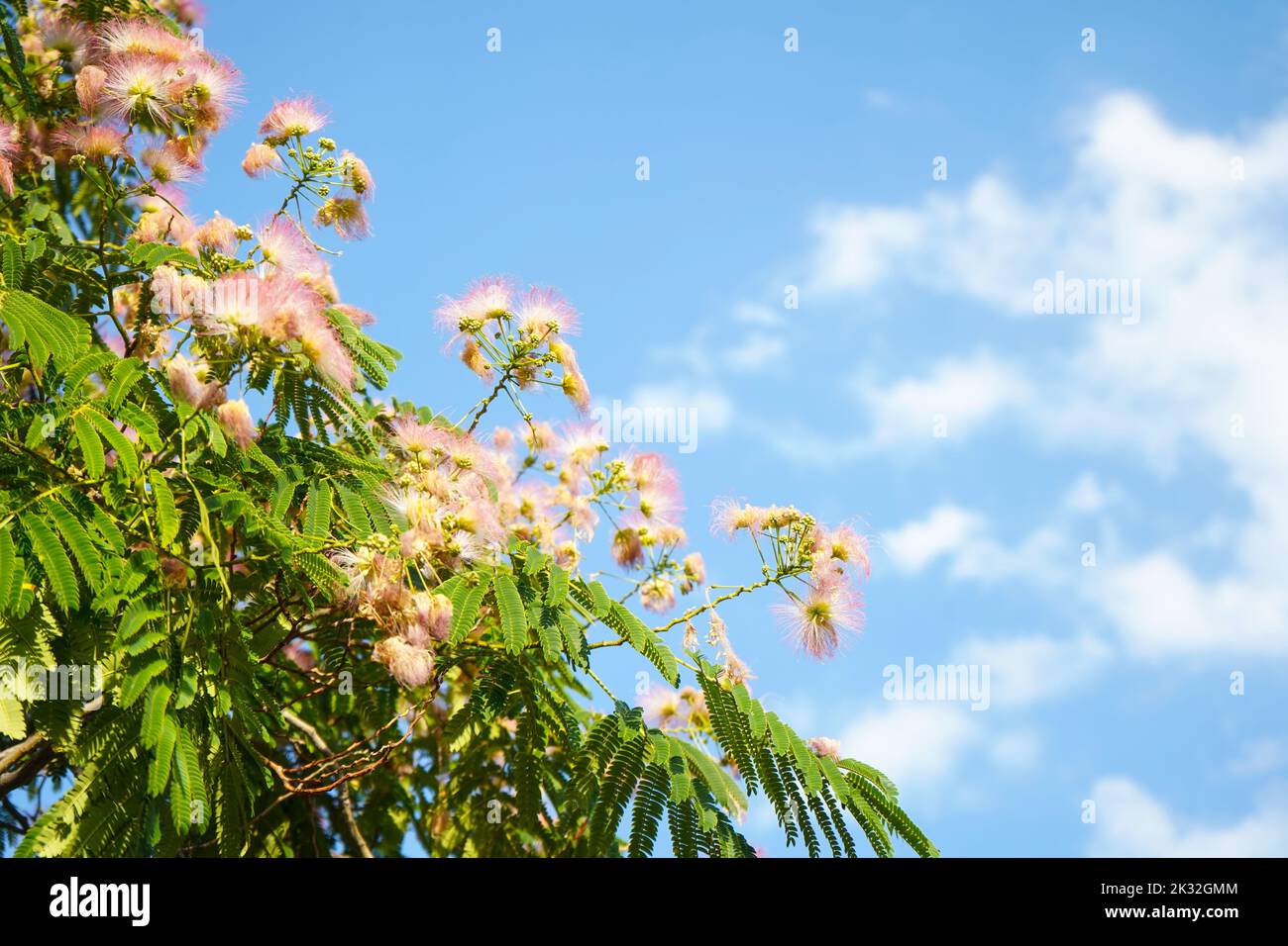 Pink fluffy flowers of Persian silk tree (Albizia julibrissin) on blue sky background. Japanese acacia or pink silk tree the family Fabaceae. Stock Photo