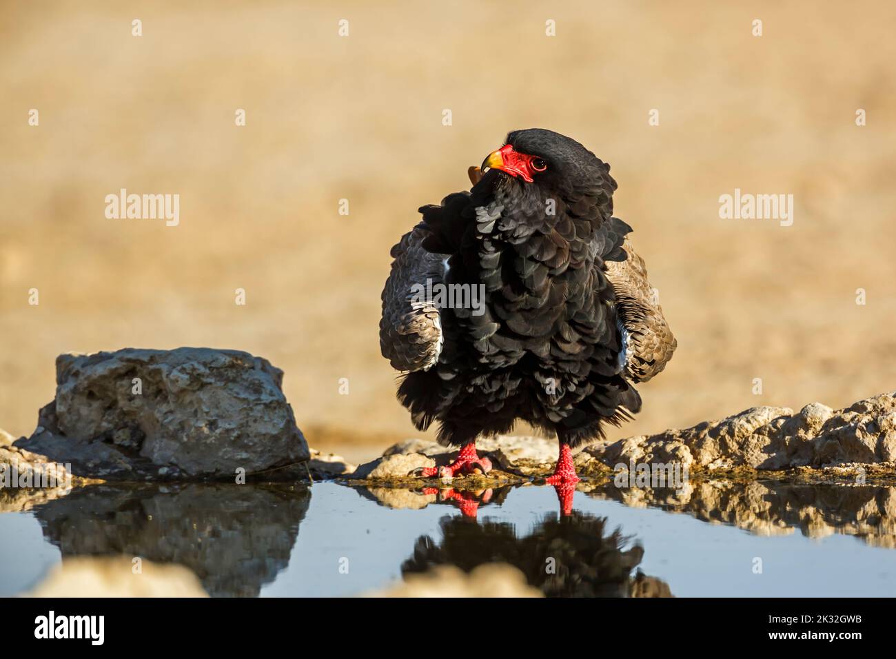 Bateleur Eagle grooming front view at waterhole in Kgalagadi transfrontier park, South Africa ; Specie Terathopius ecaudatus family of Accipitridae Stock Photo
