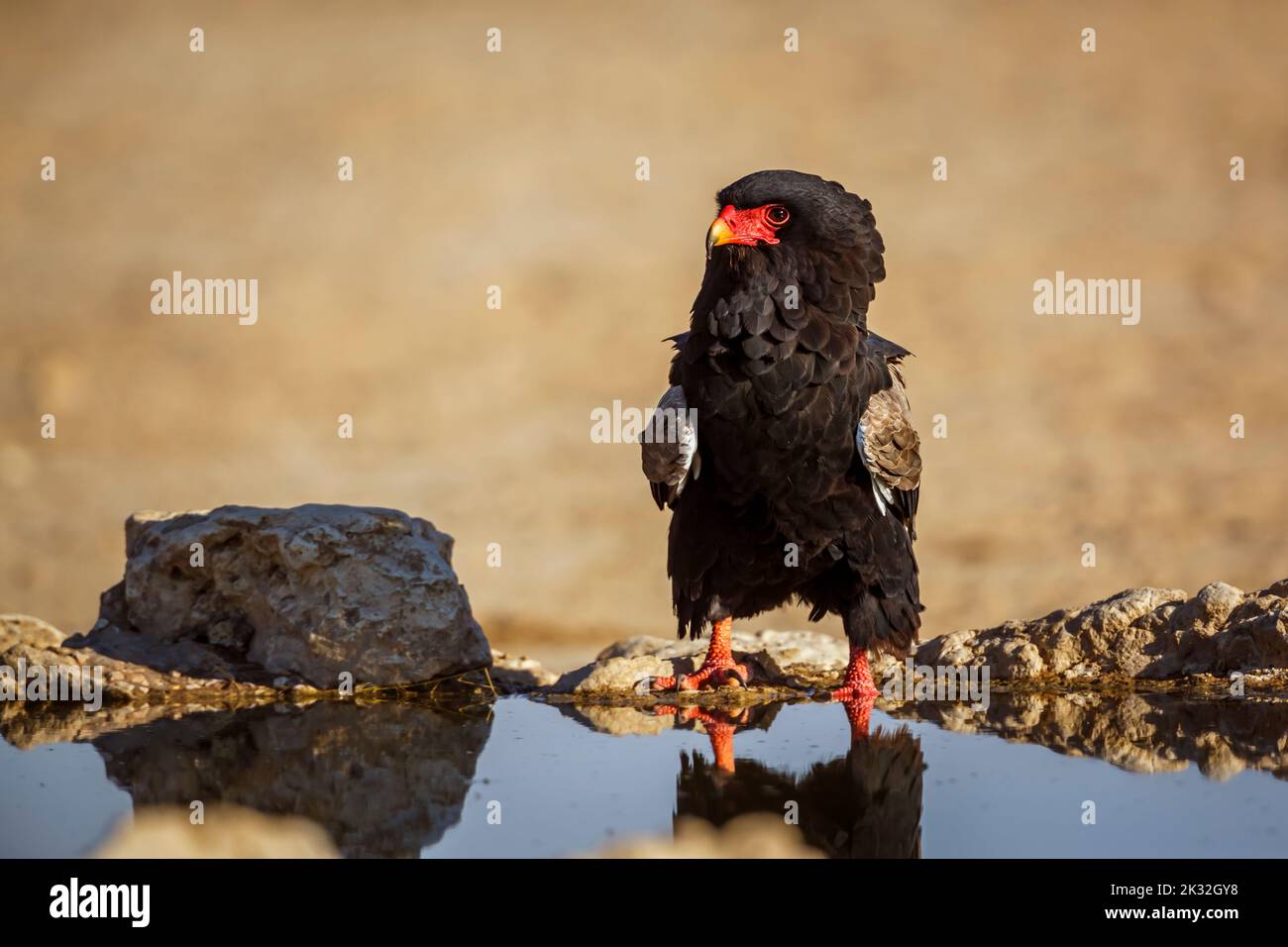 Bateleur Eagle standing front view at waterhole in Kgalagadi transfrontier park, South Africa ; Specie Terathopius ecaudatus family of Accipitridae Stock Photo