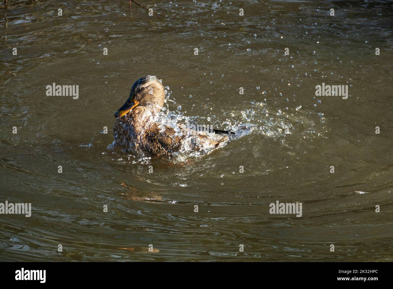 Ente badet m See und schlägt mit den Flügeln Stock Photo