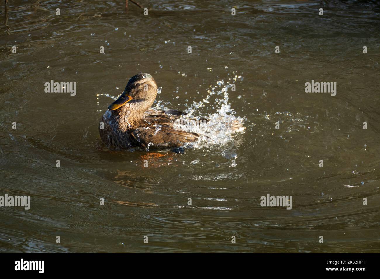 Ente badet m See und schlägt mit den Flügeln Stock Photo