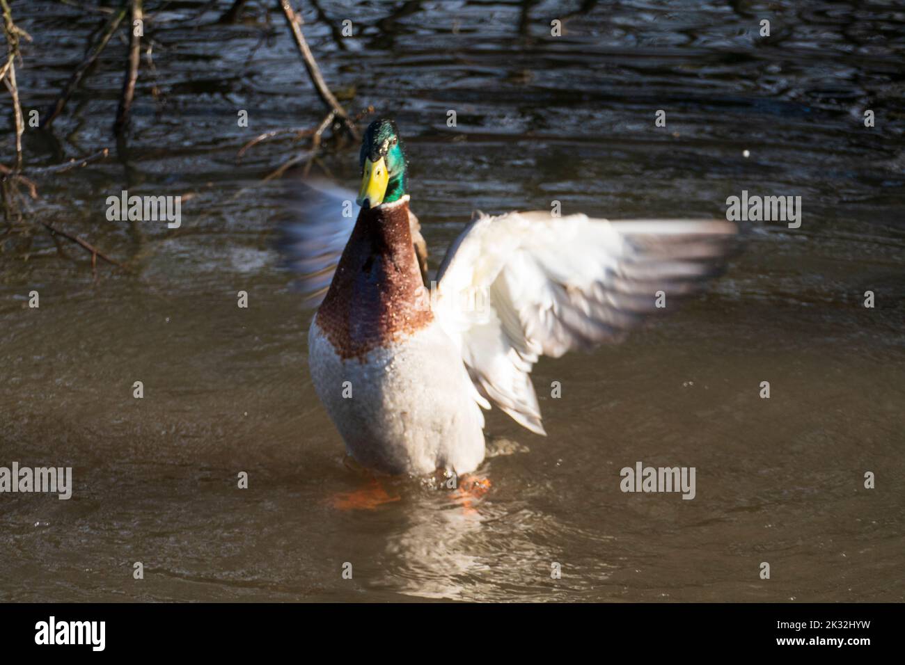 Erpel badet m See und schlägt mit den Flügeln Stock Photo