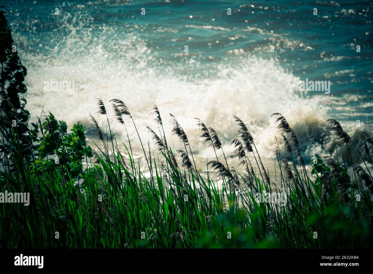 A beautiful shot of reeds blowing in the wind on the shore of Lake Erie ...