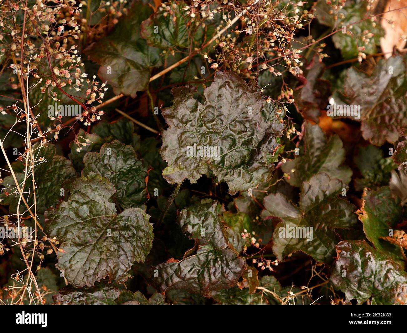 Palace Rooth Heuchera palace purple hi-res stock photography and images - Alamy