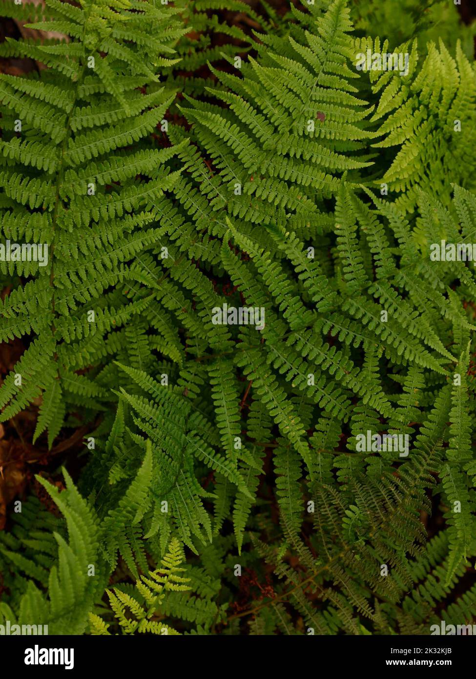 Close up of the deciduous delicate leaves of the Lady Fern Athyrium filix-femina Grandiceps with bright green leaves for a shady woodland garden. Stock Photo
