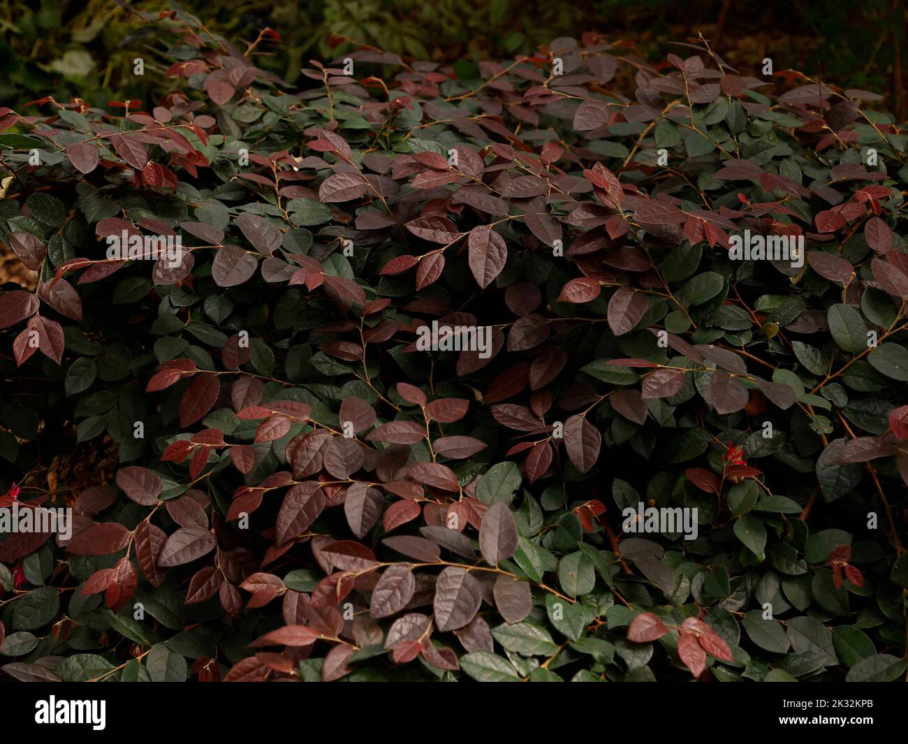 Close up of the semi-evergreen garden shrub Loropetalum chinense rubrum Blush with reddish-purple young leaves seen in late September. Stock Photo