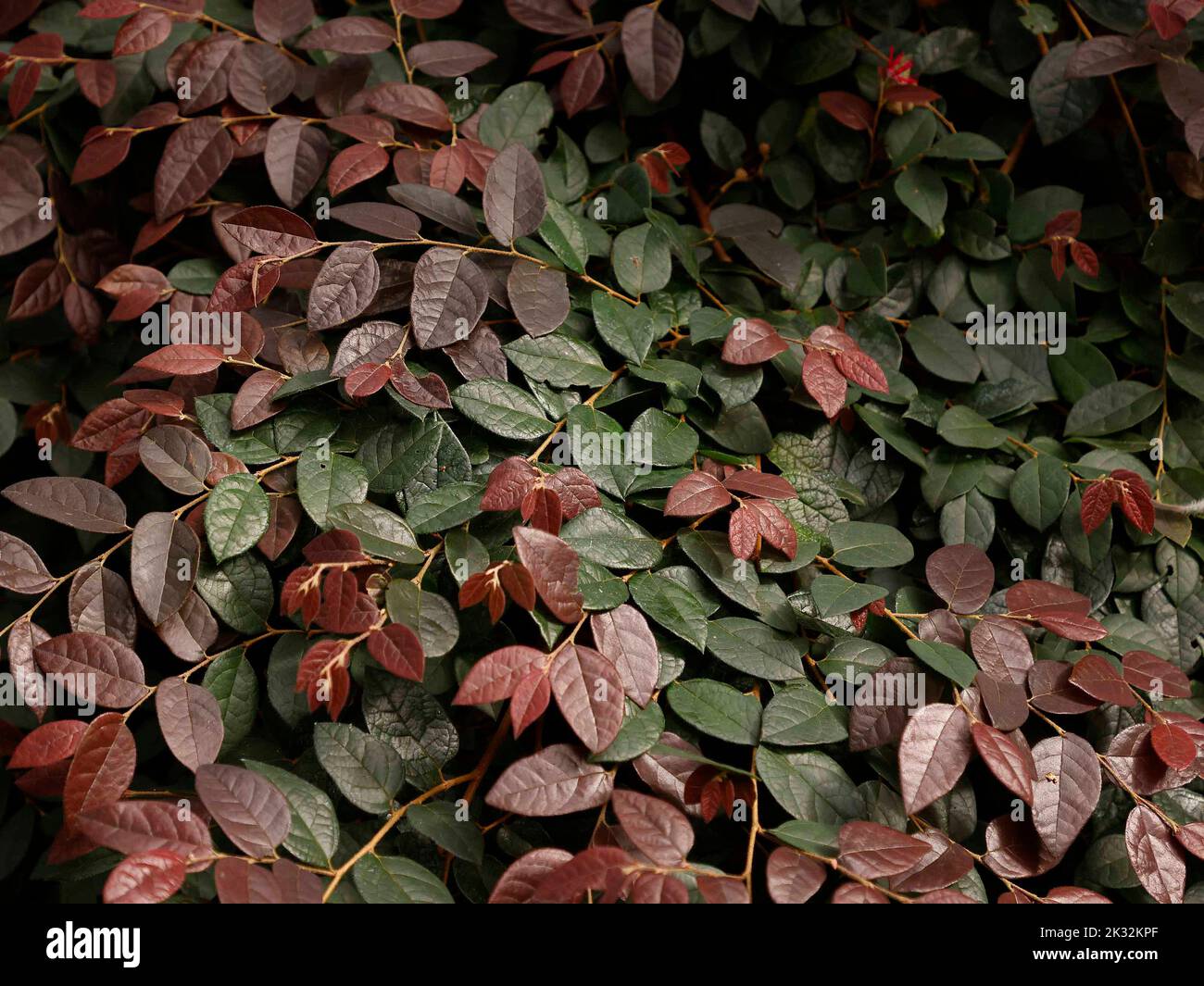 Close up of the semi-evergreen garden shrub Loropetalum chinense rubrum Blush with reddish-purple young leaves seen in late September. Stock Photo