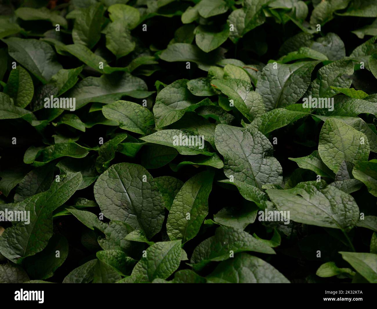 Close up of the deciduous herbaceous perennial Symphytum ibericum or Iberian Comfrey, a clump forming garden plant for shade. Stock Photo