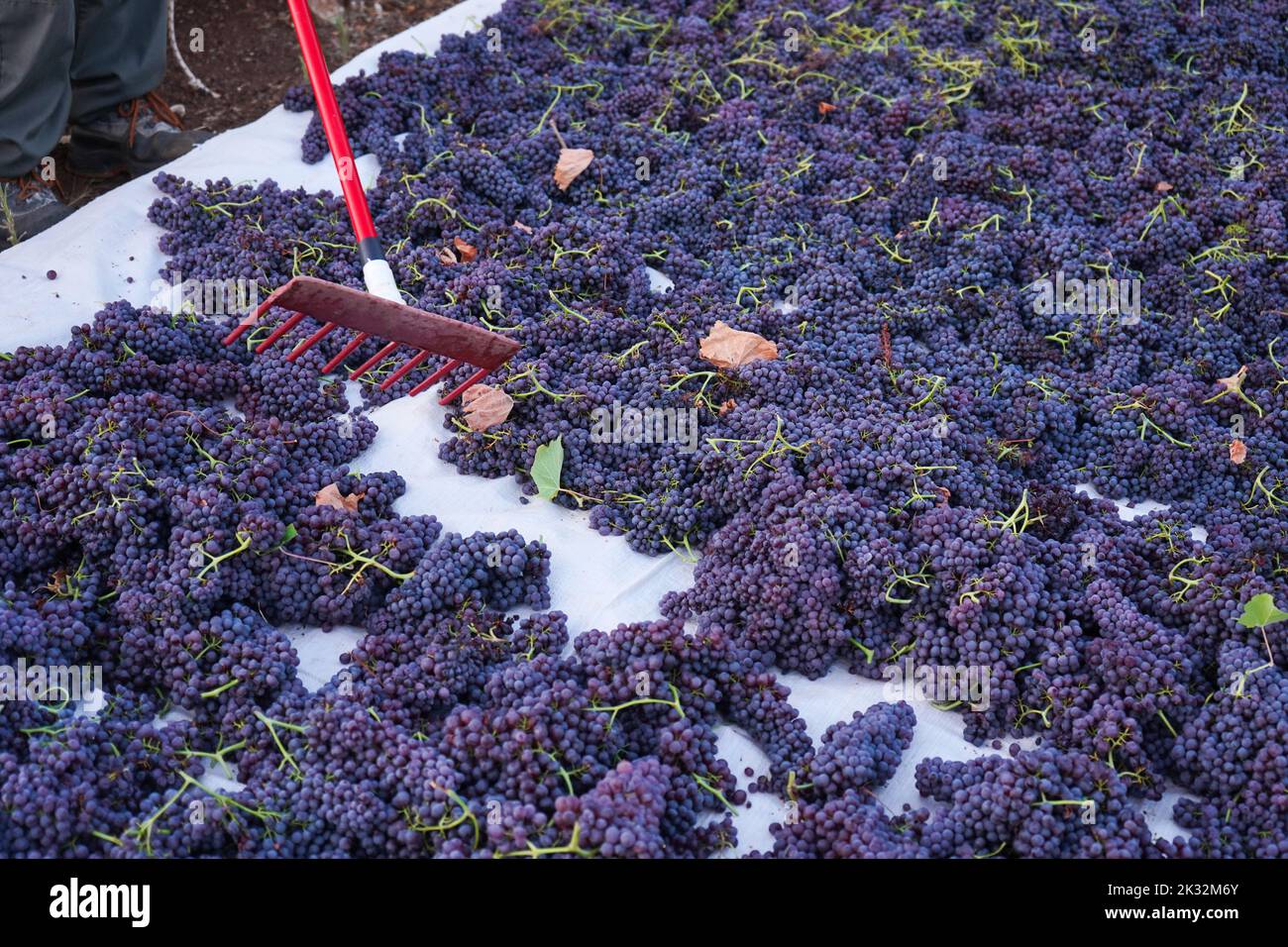 The stage of drying sultana grapes under the sun with the raisins lying
